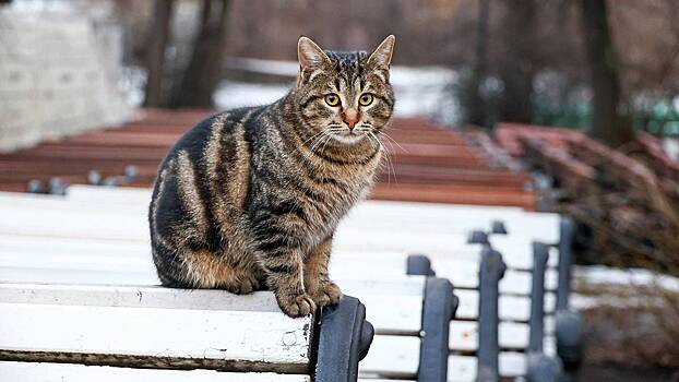 Турецкий кот спрятался на корабле Fesco и приехал в Россию