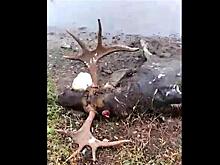 В "Самарской луке" нашли убитого лося