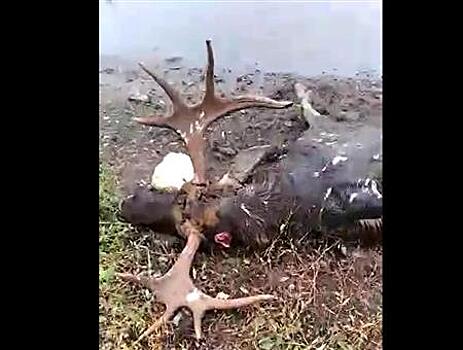 В "Самарской луке" нашли убитого лося