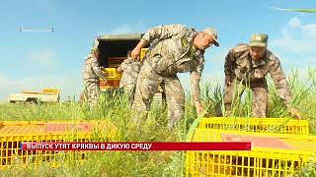 Больше 800 особей утят кряквы выпустили в Сальском районе в Веселовское водохранилище