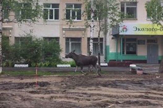 В выходные по оживлённым улицам Архангельска бегал лось