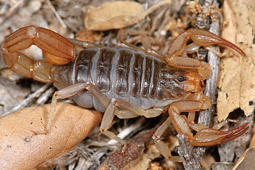 В Калифорнии обнаружено два новых вида скорпионов