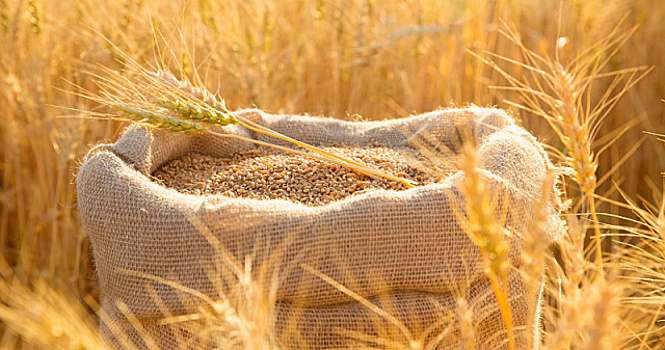 Аргентина заключила соглашение с Китаем об экспорте пшеницы, шерсти и отходов животноводства