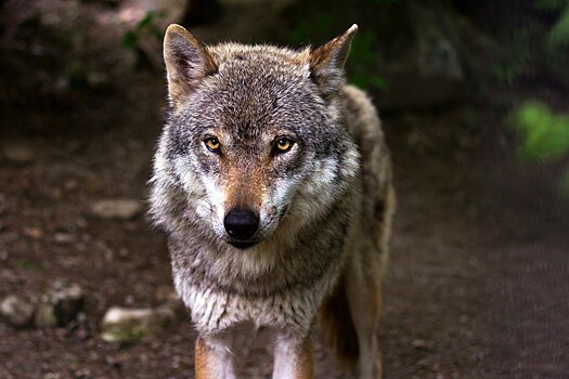 Серый волк появился на севере Франции впервые за сто лет