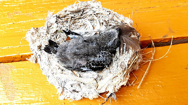 Благодаря птичьим волонтерам в Тюмени спасли десятки пернатых
