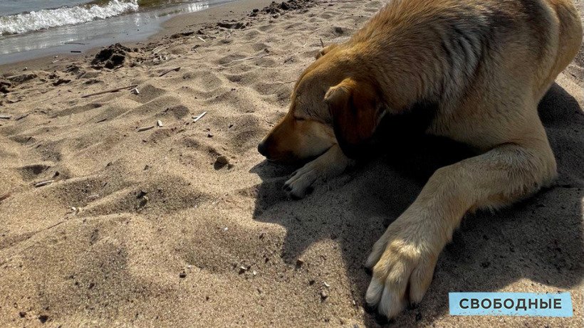 Чиновники: План по отлову бродячих собак в Саратовской области не уменьшили, а увеличили