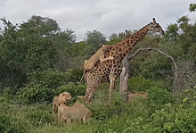 Львы пытались съесть жирафа на глазах у туристов