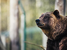 В Приморском крае медведь напал на сборщика шишек