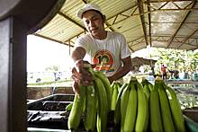 Россия прокомментировала ответ Эквадора на претензии к бананам