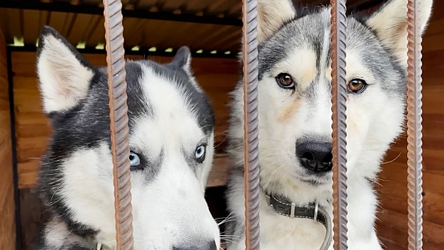 В ответе за тех, кого приручили: почему в России собак хаски стали чаще сдавать в приюты