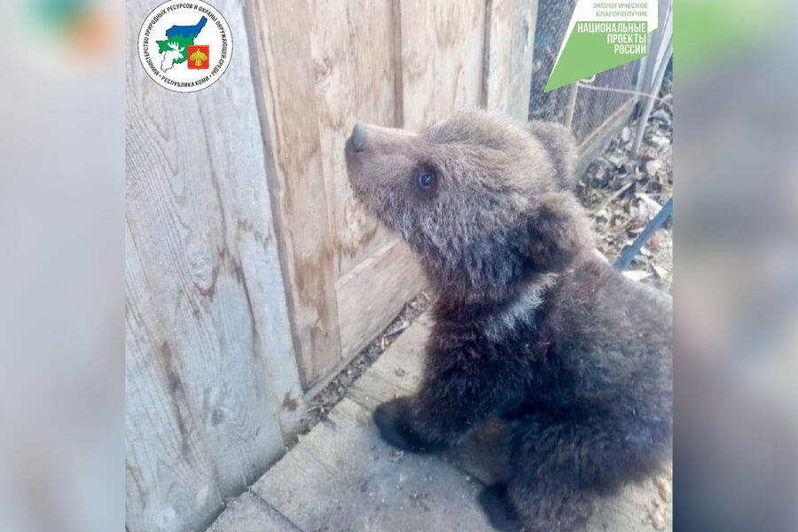 Россиянин спас истощенного медвежонка, которого нашел на трассе