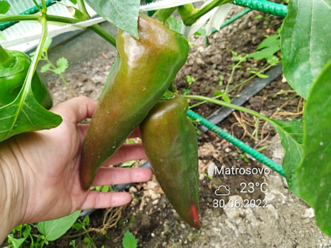 Посадите 'Воловье ухо' - будет с перцами везуха. Мы собираем урожай до конца октября