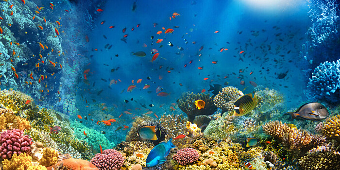 У берегов США открыли крупнейший глубоководный коралловый риф