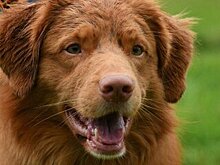 Посетители Музея Победы в День фронтовой собаки смогут выбрать себе питомца из приюта