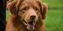 Посетители Музея Победы в День фронтовой собаки смогут выбрать себе питомца из приюта