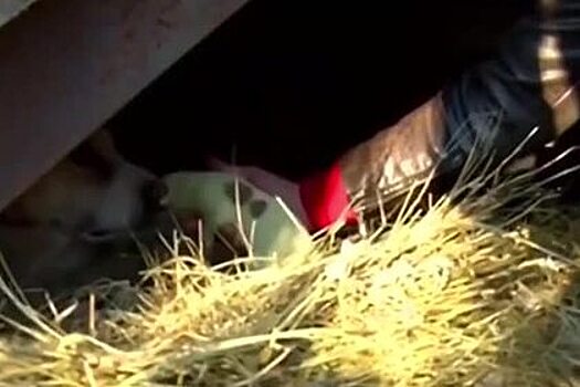 Родившийся в Грузии зеленый щенок попал на видео