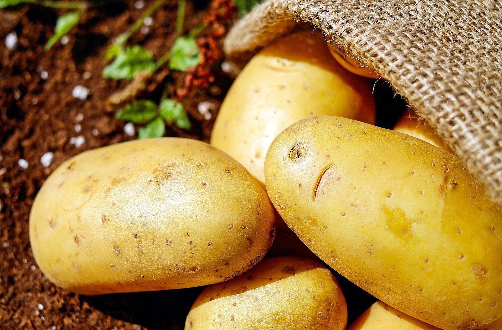 В России нет экологически чистого картофеля, считают в Госдуме