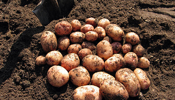 Рабочий получил тяжелую травму во время посадки картофеля в Карелии