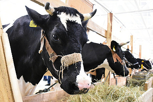 Подмосковное хозяйство «Повадино» подтвердило статус племенного репродуктора