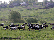 Власти Ставрополья выделят на поддержку животноводства рекордные 1,5 млрд рублей