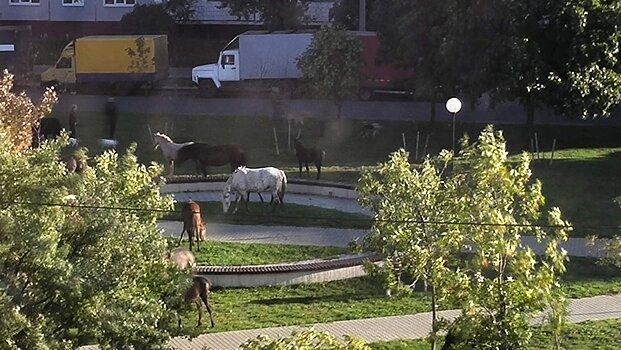 Фотофакт: по центру Могилева гуляет табун лошадей