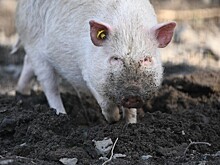 На Алтае госпитализировали ребенка после нападения свиньи