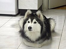 Как живет собака, которую воспитали кошки
