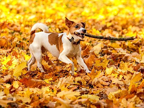 Ветеринар Павлова назвала главные правила ухода за питомцами осенью