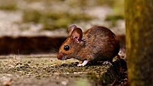 Эксперты рассказали, чем рост популяции мышей опасен для аграриев