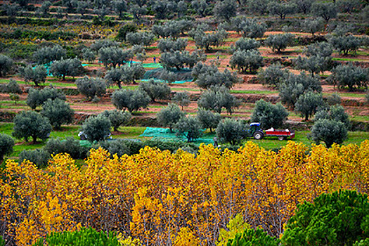 Крым хотят засадить оливковыми рощами
