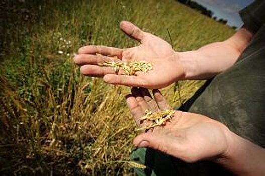 Алтайским хлеборобам не стоит рассчитывать на лучшую цену на зерно