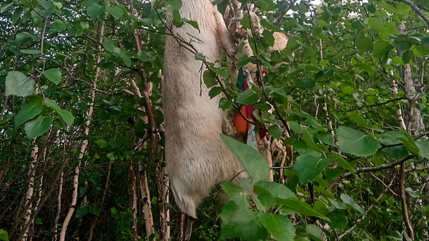 Жители Салехарда обнаружили на дереве в городском лесу обезглавленного оленя. ФОТО