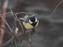 Орнитолог Мишин назвал оконную кормушку более безопасной для маленьких птиц