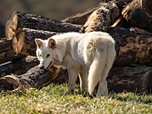Учёный объяснил, можем ли мы на самом деле воскресить вымерших животных