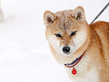 Депутат Бурматов предостерег россиян от оставления собак на улице без присмотра