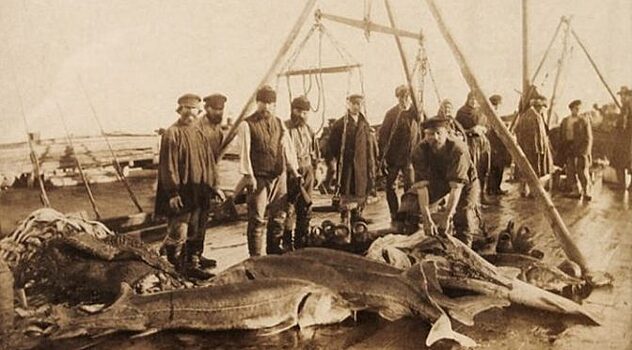 Почему Азовское море называли «осетровым раем»
