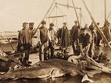 Азовское море: чем оно удивило древних греков