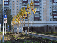 Глава Адыгеи Мурат Кумпилов предложил сделать личное участие граждан в озеленении республики доброй традицией