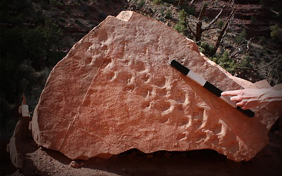 Древние следы озадачили палеонтологов