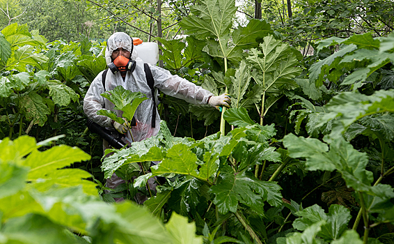 Москвич потрогал борщевик и умер