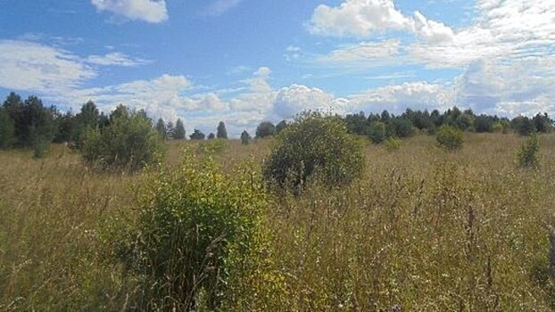 «Поросло травой». Сразу семь участков в Оричевском районе оказались непригодны для сельхозработ