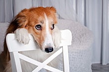 В США подсчитали подсевших на антидепрессанты собак