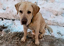 В Москве спасли привязанную к трансформаторной будке собаку