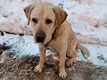 В Москве спасли привязанную к трансформаторной будке собаку
