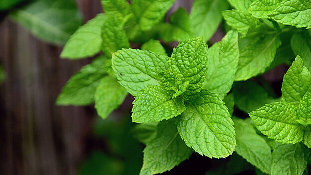 Специалист рассказала о плюсах чая с мятой