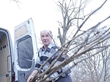 Житель Озёрского района вырастил 200 саженцев молодого каштана и отдал их городам области