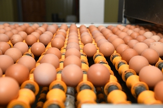 Медики рассказали, почему обязательно нужно есть яйца