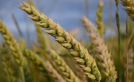 Россия до 31 декабря запрещает экспорт риса и кормовых аминокислот