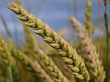 Россия до 31 декабря запрещает экспорт риса и кормовых аминокислот