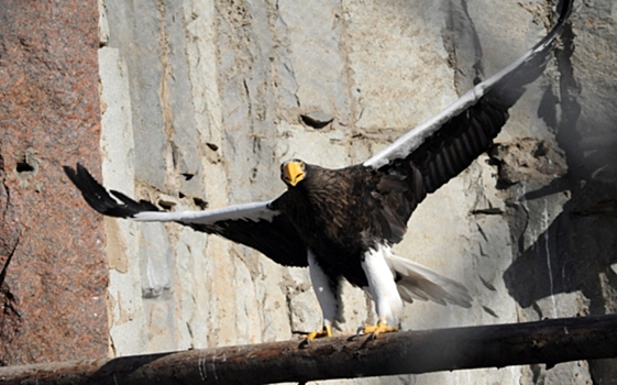 Размах крыльев – 2,45 метров: в пермском зоопарке появились краснокнижные белоплечие орланы